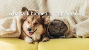 Image of a cat and a dog under a blanket. Article for SLS Wills and more about pets and estate planning